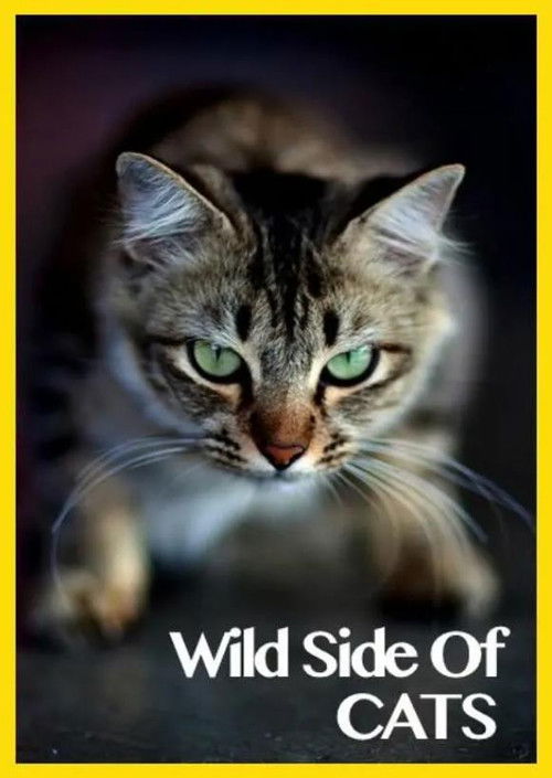 Wild Side of Cats (2013) poster