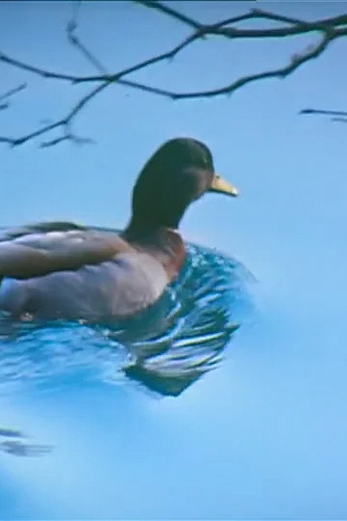 Canards (1984) poster