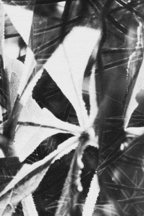 Babbler, Fairy and Thrush (2023) poster