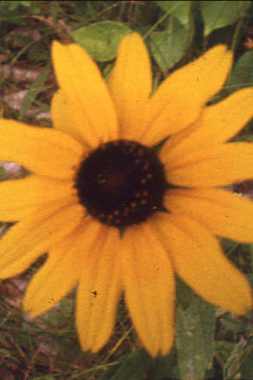 Wayward Glimpses (1992) poster