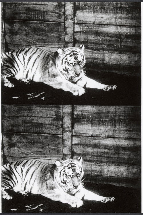 Beasts of the Jungle (1913) poster