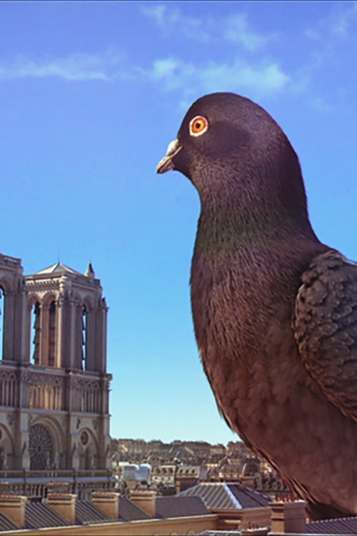 Douce Menace (2011) poster