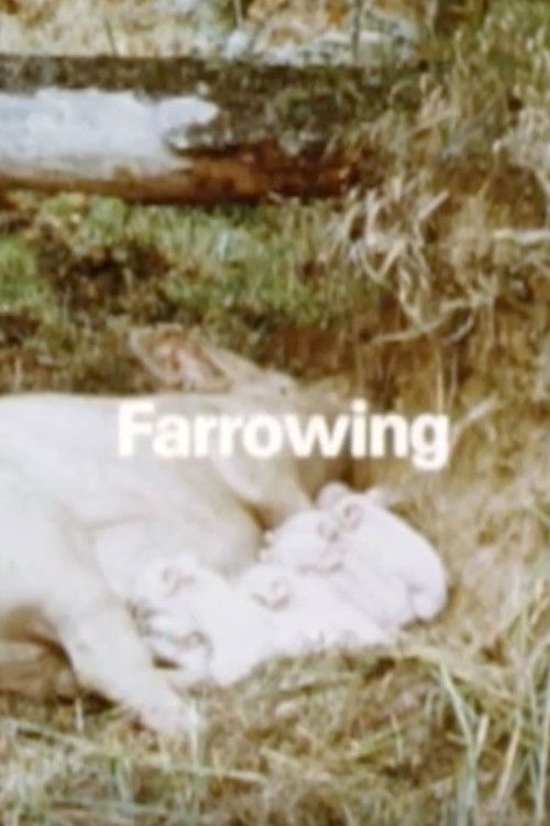 Behavior Of Domestic-Pigs In A Semi-Natural Pig-Park (1989) poster