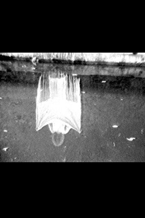 Disturbances (1974) poster