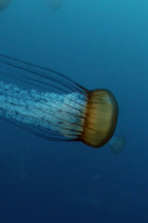 Scarlet Medusa (2020) poster