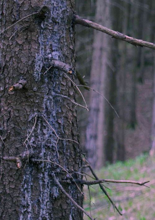 In The Woods (2022) poster