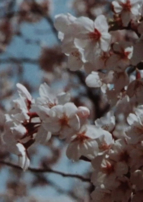 Sakura, Sakura (2014) poster