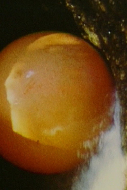 Balloon (1980) poster