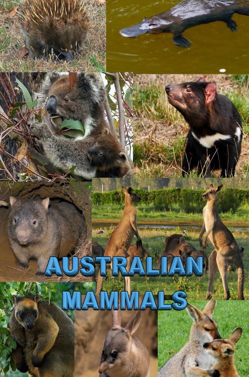Australian Mammals (2021) poster