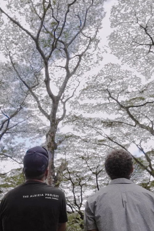 Paradigm Now: The Albizia Project (2018) poster