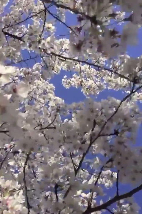 The Flowers (2016) poster