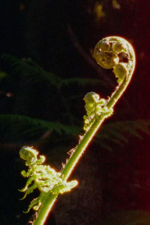 Pirouette (2024) poster