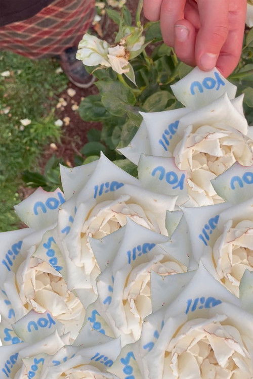 Cod Liver Oil and Milk (2023) poster