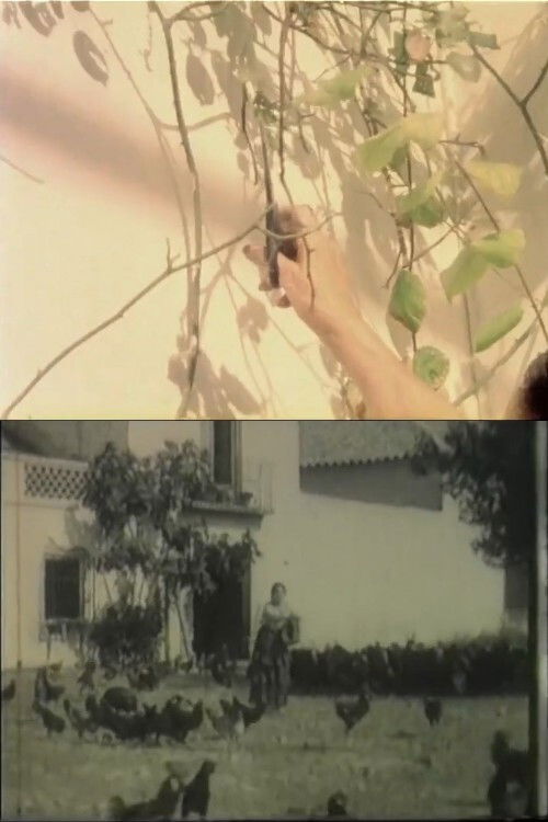 Las flores no quieren viento (2016) poster