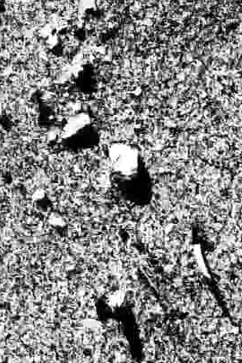 Ecosystem 28 ~ Density 2 (2019) poster