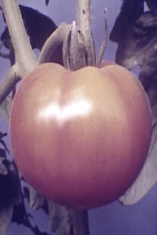 Tomatoe (1947) poster