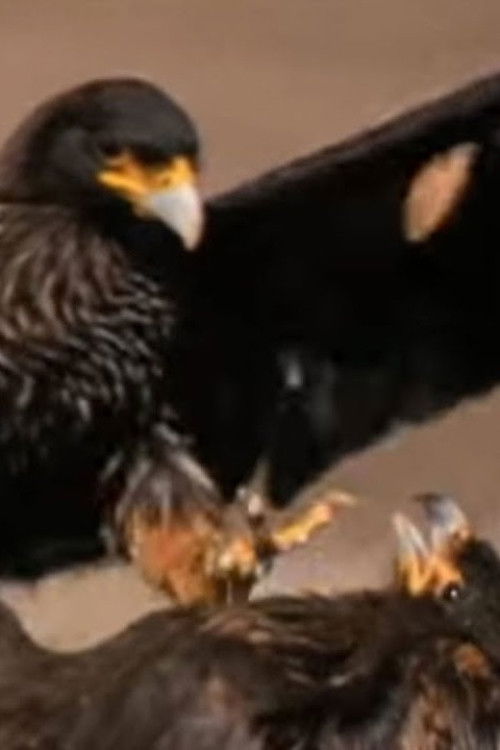 Falklands: Flying Devils (2002) poster