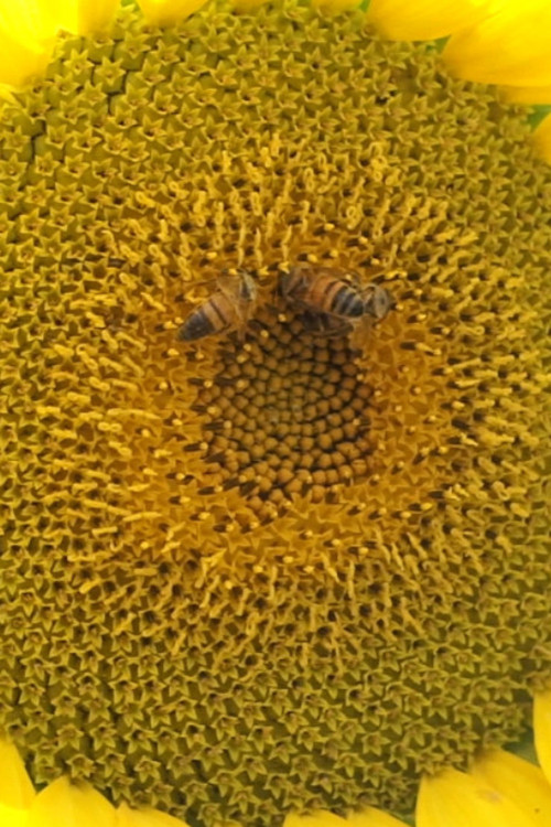 Instant Scapes (2022) poster