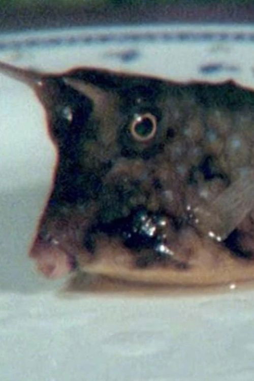 Cowfish (2011) poster