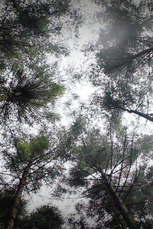 Mycelia: Voices from the Water Forest (2024) poster