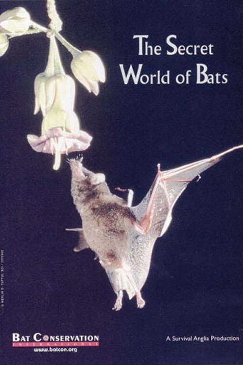 The Secret World Of Bats (1992) poster
