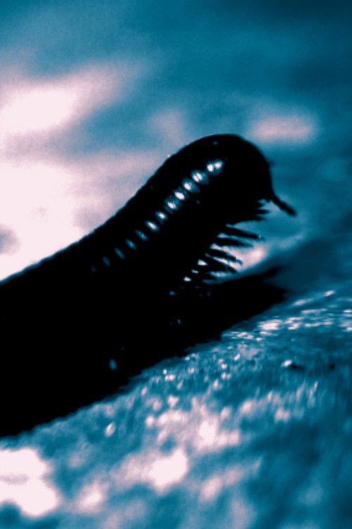 The Tragedy of Professor Samsa or: How Gregor Learned to Relax and Drink his Milk poster