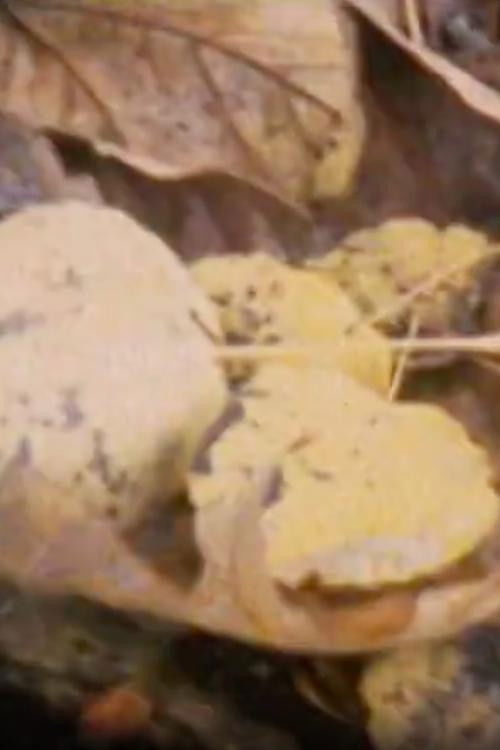 Impressions (1995) poster