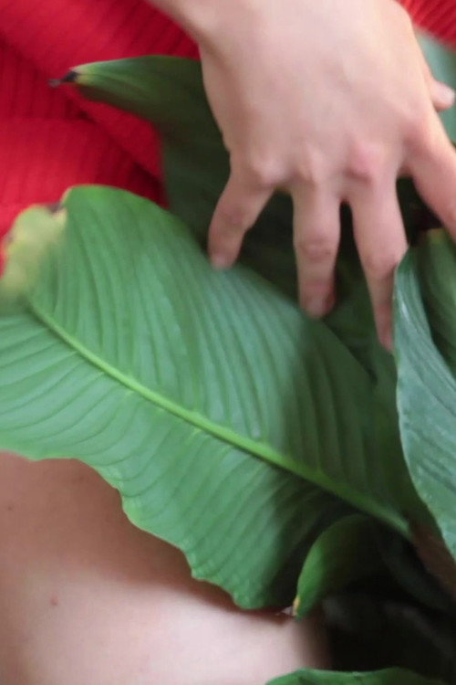 WET STREAMING III - fuck my ficus (2020) poster