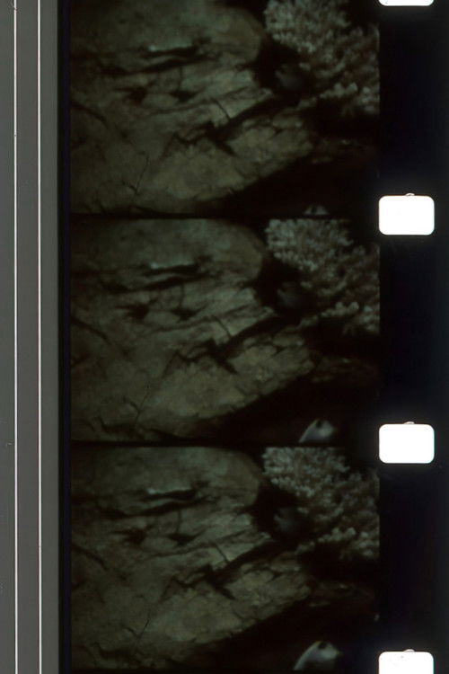 Whispers Delaying Grace (1973) poster