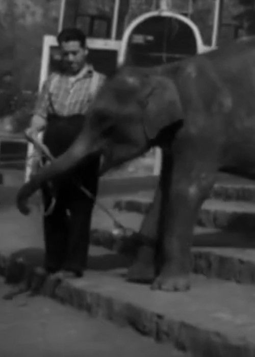 National Zoological Garden (1951) poster