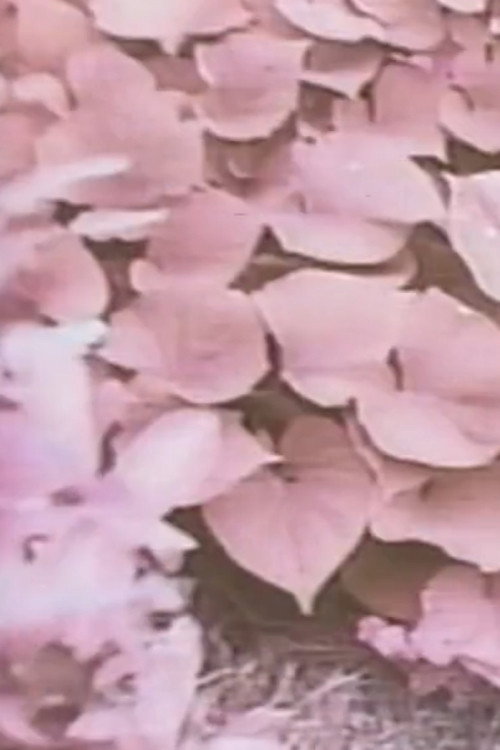 YBO2 canon (1989) poster