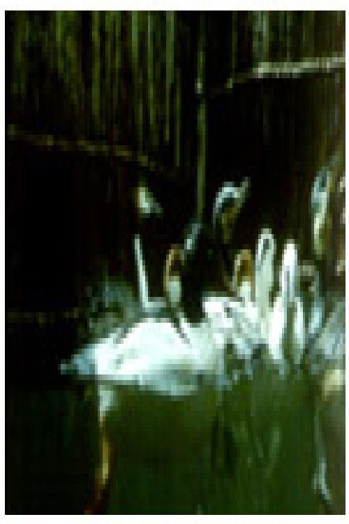 Птици и риби (1961) poster