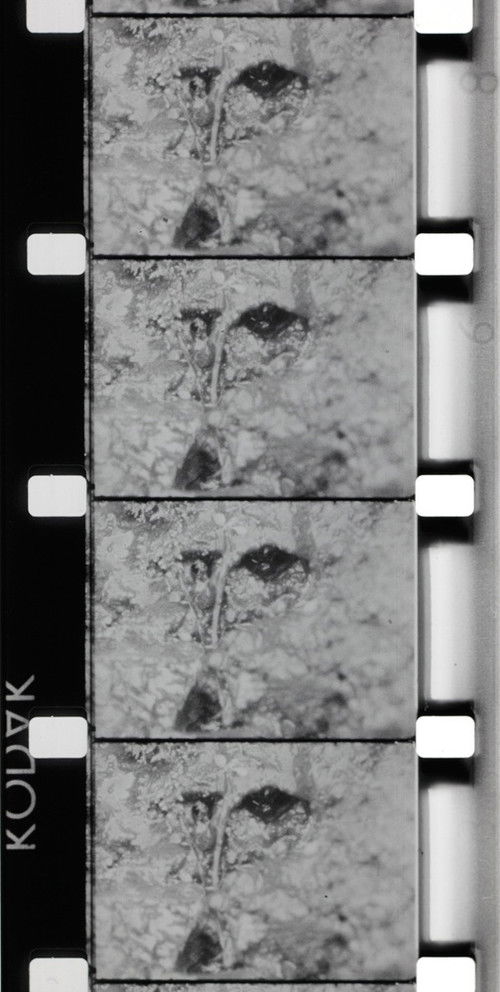 La Source de la Loire (1970) poster