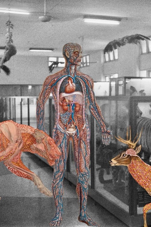 Myanmar Anatomy (2024) poster