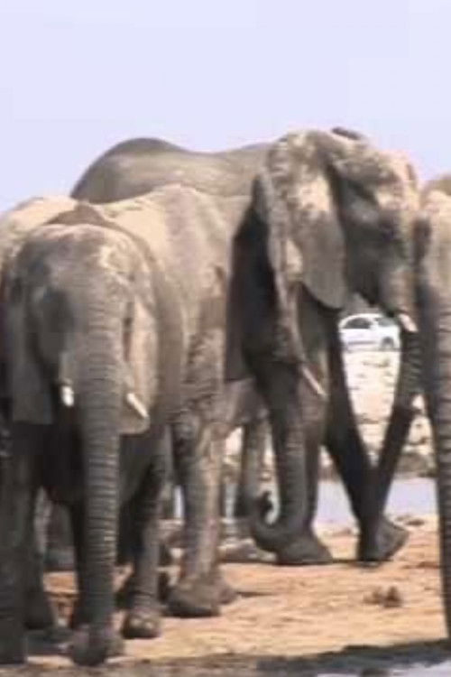 Afterimages (2010) poster