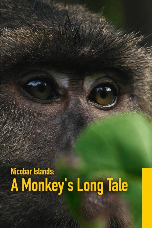 Nicobar Islands: A Monkey's Long Tale (2024) poster
