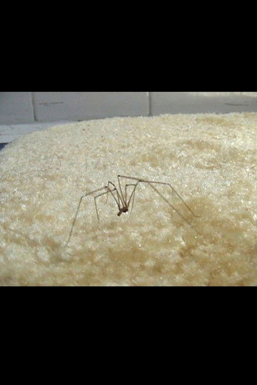 Coven of the Heathenites (2008) poster