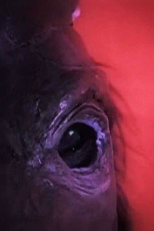 Dog Day - Rome (2010) poster