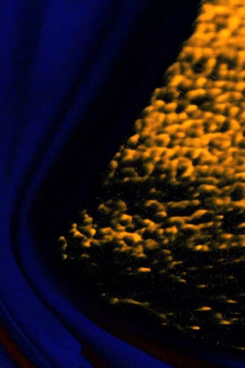 Pangloss (2015) poster