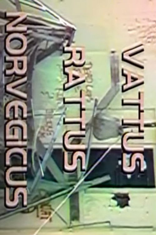 Vattus Rattus Norvegicus poster