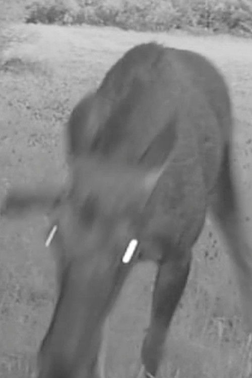 Cracking Sound (2019) poster