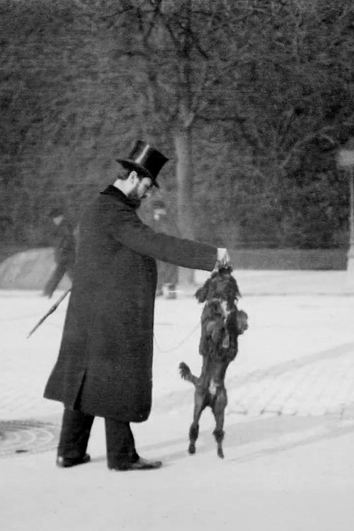 Chien Caniche Noir Sautant (1897) poster