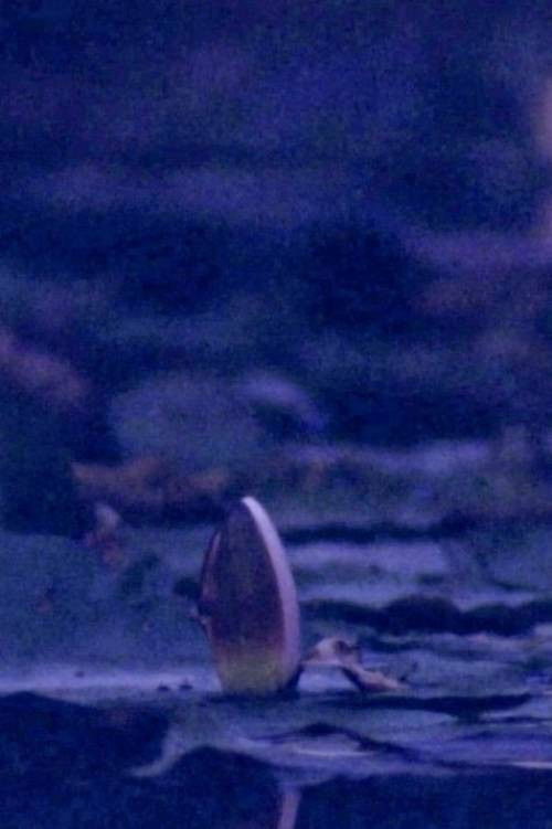 Giverny's Cusp (2019) poster