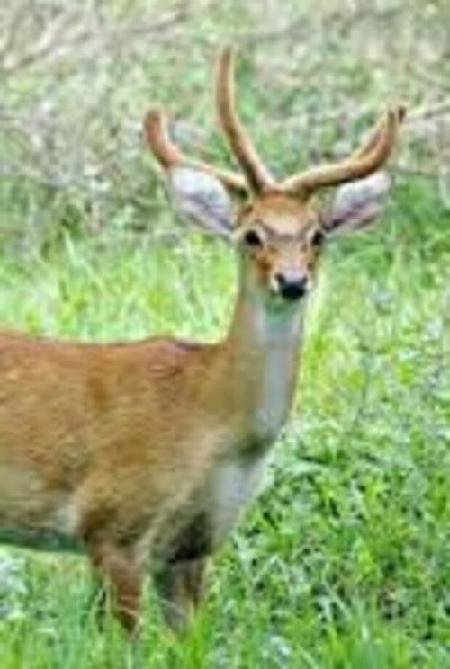 Sangai: The Dancing Deer of Manipur (1988) poster