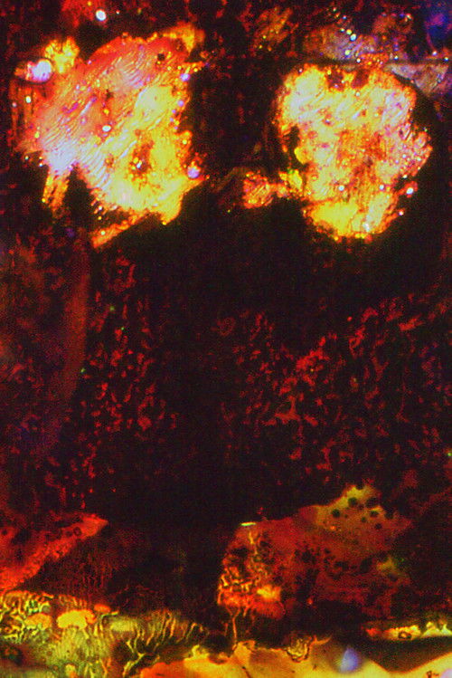 elles s’élèvent, ces forteresses éponges (2022) poster