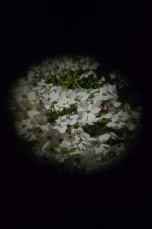 Estuary (2021) poster