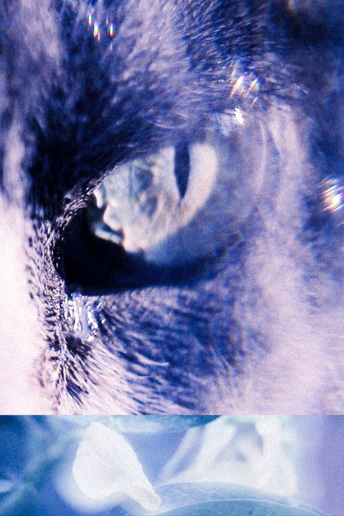 With the Eyes of My Cat (2024) poster