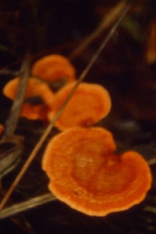 Pantano (2020) poster