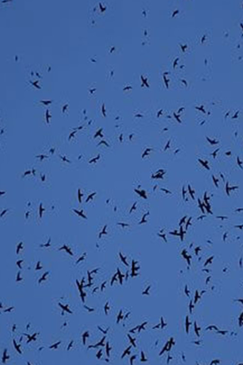 layover (2014) poster