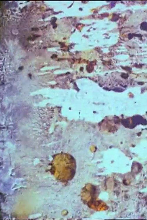 Beauty and the Beast (1908) poster